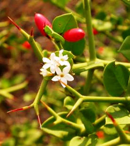 Carissa bispinosa thorns 